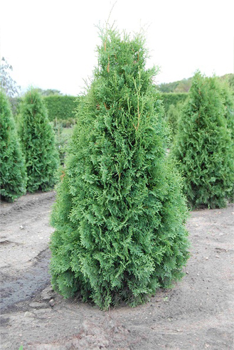 Dark American Arborvitae Image