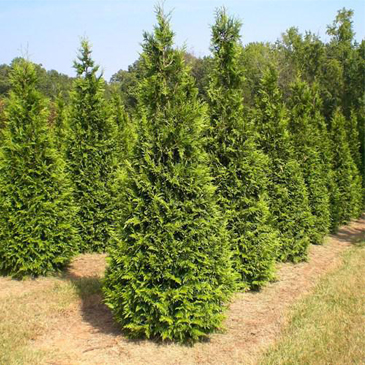 Green Giant Image